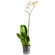 Белая орхидея Фаленопсис в горшке. Макао
